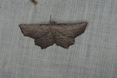 Symphylistis leptocyma