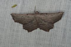 Symphylistis leptocyma