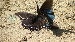 Battus philenor hirsuta