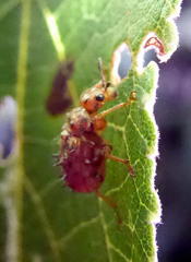 Apoderinae