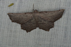 Symphylistis leptocyma