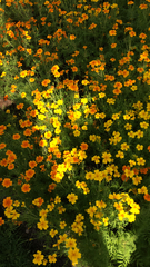 Tagetes lunulata
