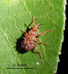 Apoderinae