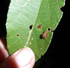 Apoderinae