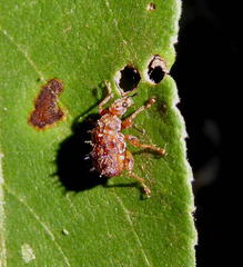 Apoderinae