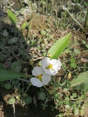 Sagittaria platyphylla