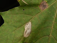 Phyllonorycter joannisi
