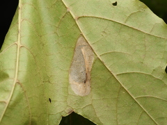 Phyllonorycter joannisi