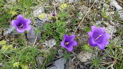 Campanula alpestris