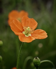 Papaver californicum