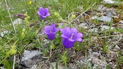 Campanula alpestris