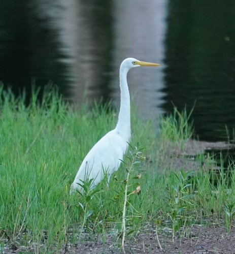 Plumed Egret (Ardea plumifera), photo 9