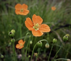 Papaver californicum