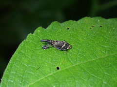 Peribleptus scalptus