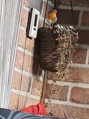 Erithacus rubecula