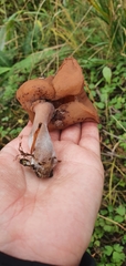 Gyromitra