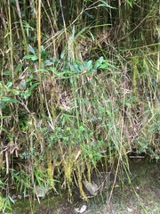 Trichophorum subcapitatum