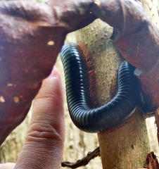 Sechelleptus seychellarum