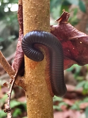 Sechelleptus seychellarum