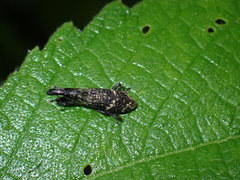 Peribleptus scalptus