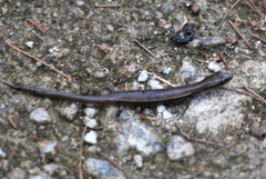 Subdoluseps bowringii