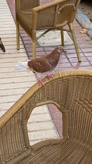 Columba livia domestica