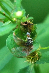 Thiania bhamoensis