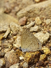 Anthene emolus