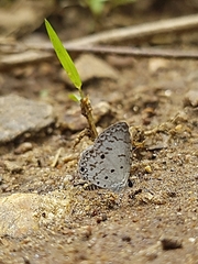 Lycaenidae