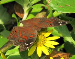 Junonia natalica natalica
