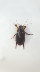 Dytiscus dimidiatus
