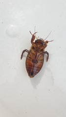 Dytiscus dimidiatus