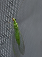 Chrysoperla pudica-group