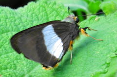 Coeliades forestan forestan