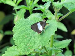 Coeliades forestan forestan