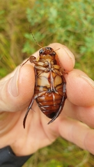 Dytiscus dimidiatus