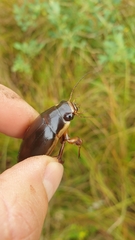 Dytiscus dimidiatus