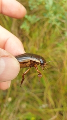 Dytiscus dimidiatus