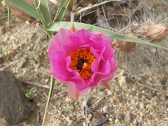Micropuntia pulchella