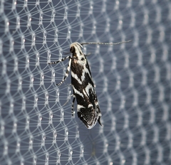 Aristotelia hexacopa