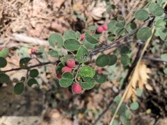 Cotoneaster nummularius