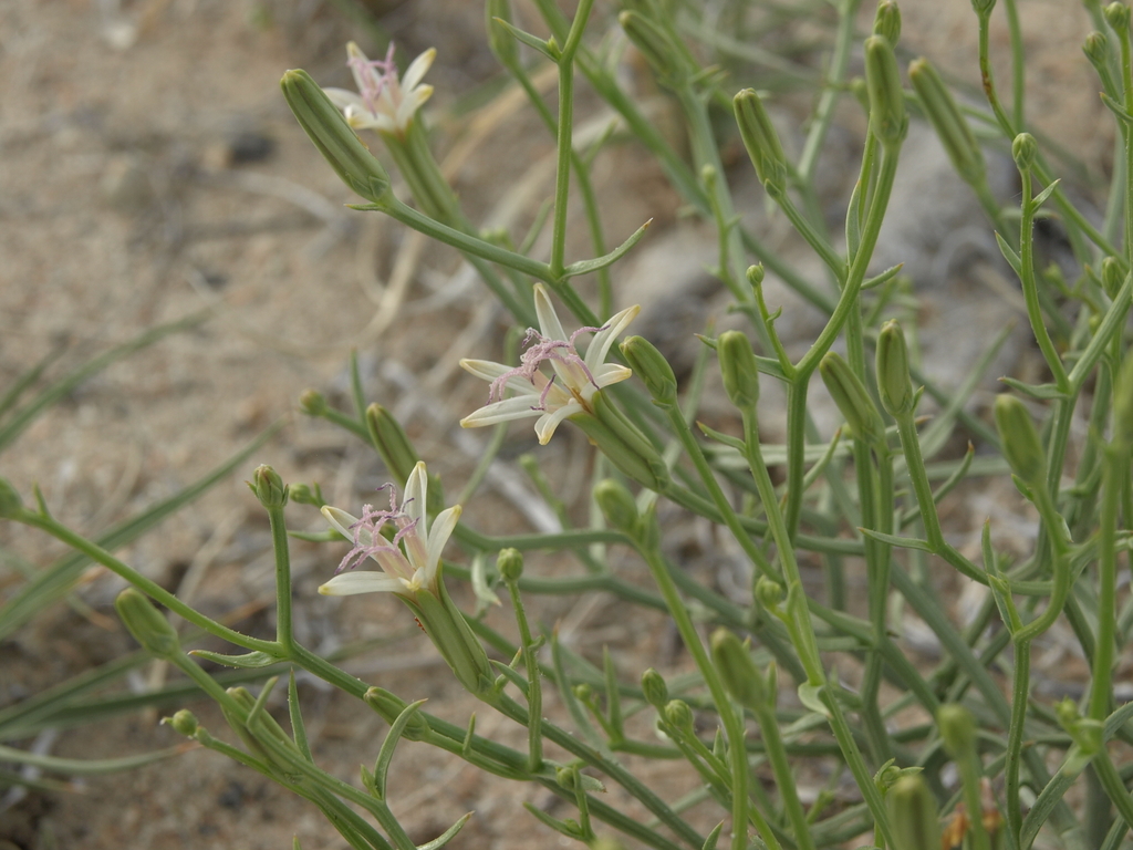 wheeler's dune-broom