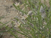 Wheeler's Dune-Broom - Photo (c) Jim Morefield, some rights reserved (CC BY)