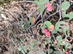 Cotoneaster nummularius