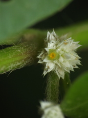 Alternanthera ficoidea