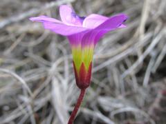 Oxalis imbricata violacea