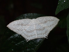 Acropteris ciniferaria