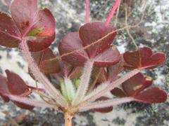 Oxalis imbricata violacea