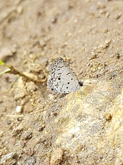 Lycaenidae