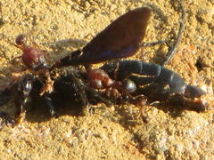 Pheidole akermani